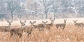 Suburban Whitetail Management